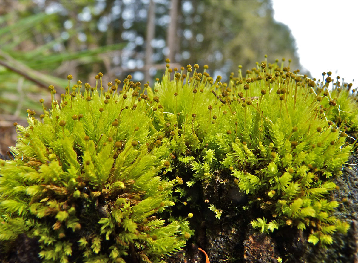 Представитель Семейства Aulacomniaceae